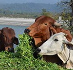 cows-in-pasture
