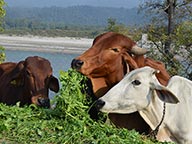 cows-1