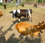 animal-seva