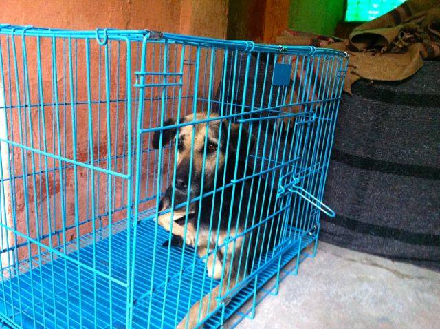 Animal Seva – Divine Shakti Foundation